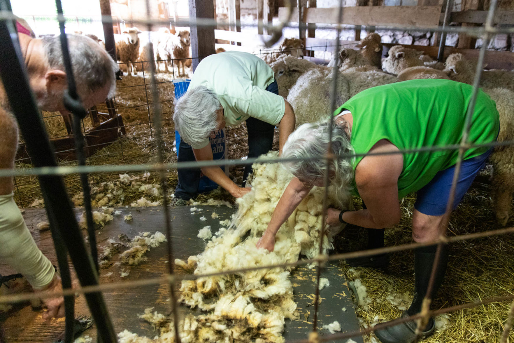 0929_wdj_sheepshearing_SS12.JPG